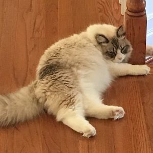 Meet your Posher, Beng